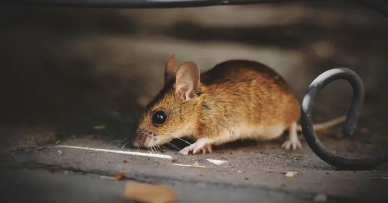 Close-up of a small brown rodent on the cage floor with a curved tail nearby.