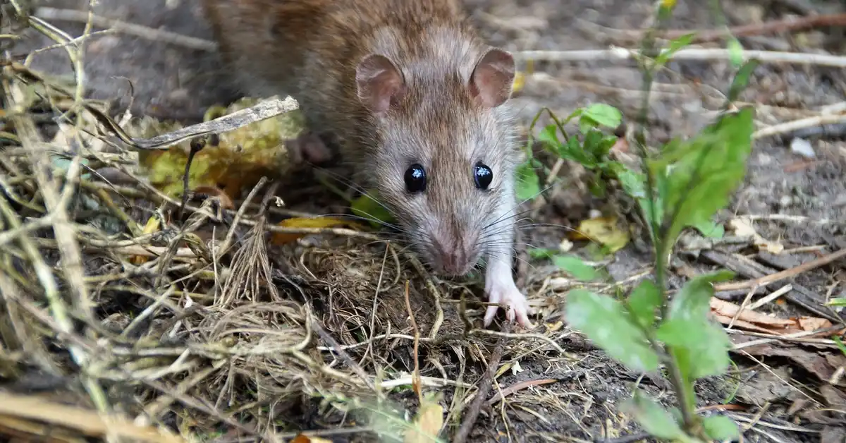 Close-up of a brown mouse on the ground among twigs and leaves, looking toward the camera.