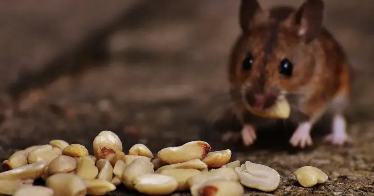 A small brown mouse on a concrete surface nibbling a peanut with several peanuts scattered in the foreground.