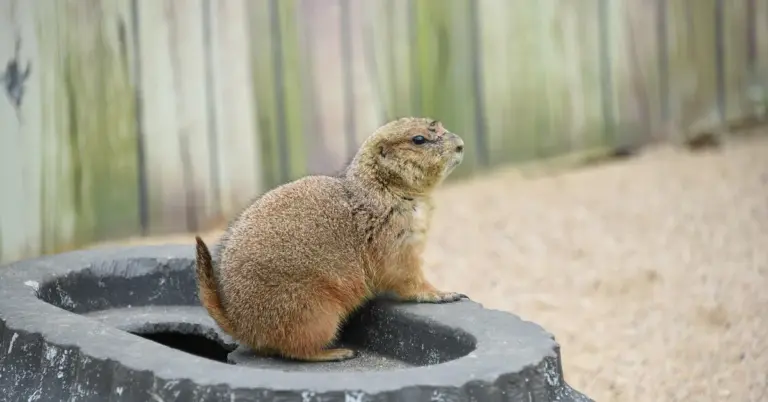 Small brown rodent perched on a rough black tire outdoors, illustrating odor concerns related to mice.