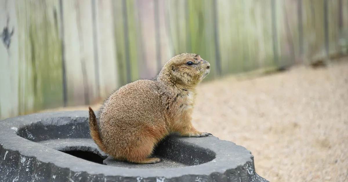 Small brown rodent perched on a rough black tire outdoors, illustrating odor concerns related to mice.
