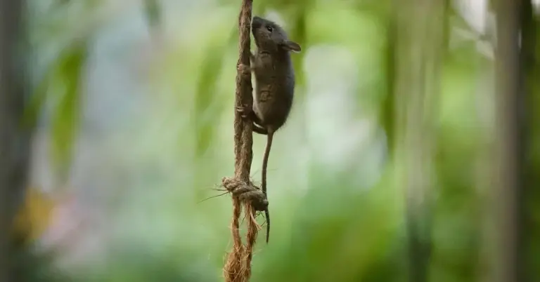 A small mouse clinging to a rope in a green, blurred forest background.