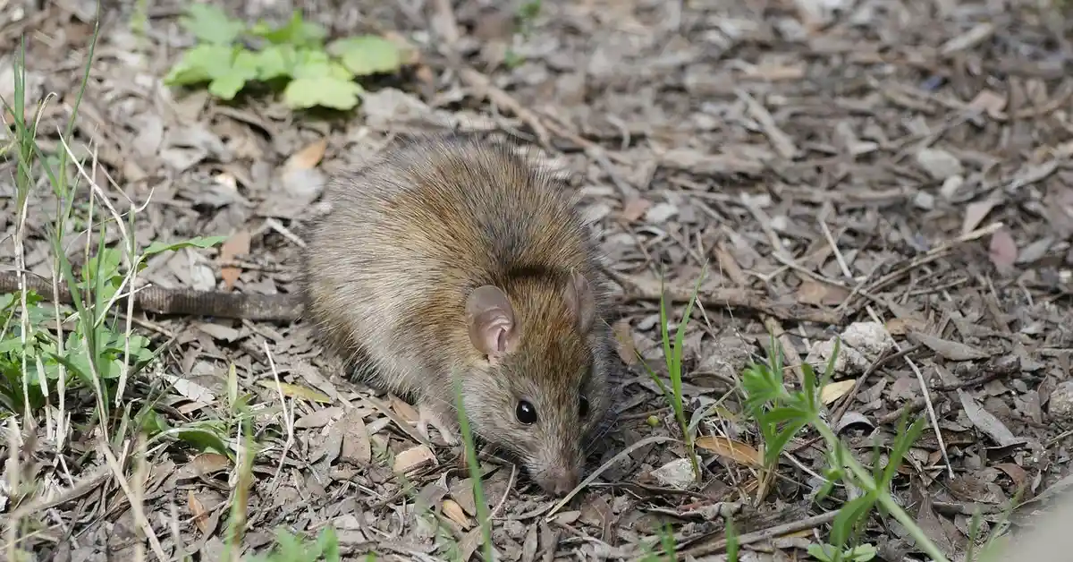 Close-up of a brown mouse foraging on leaf litter in a natural woodland setting.