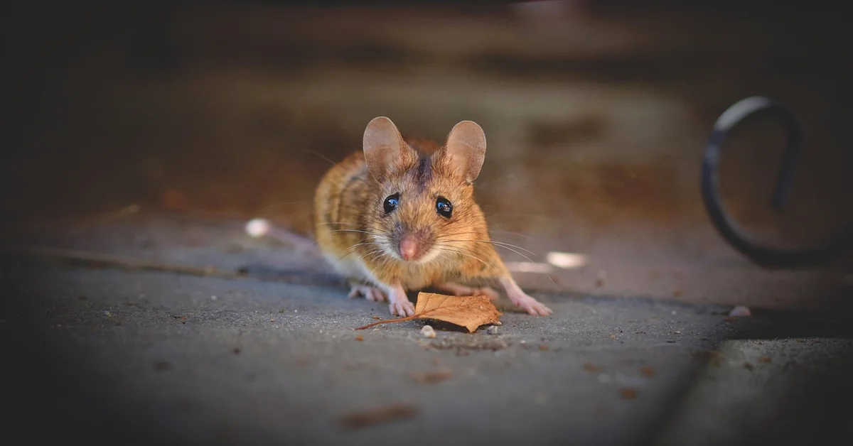A close-up of a scared mouse in a natural setting, possibly preparing to eat.