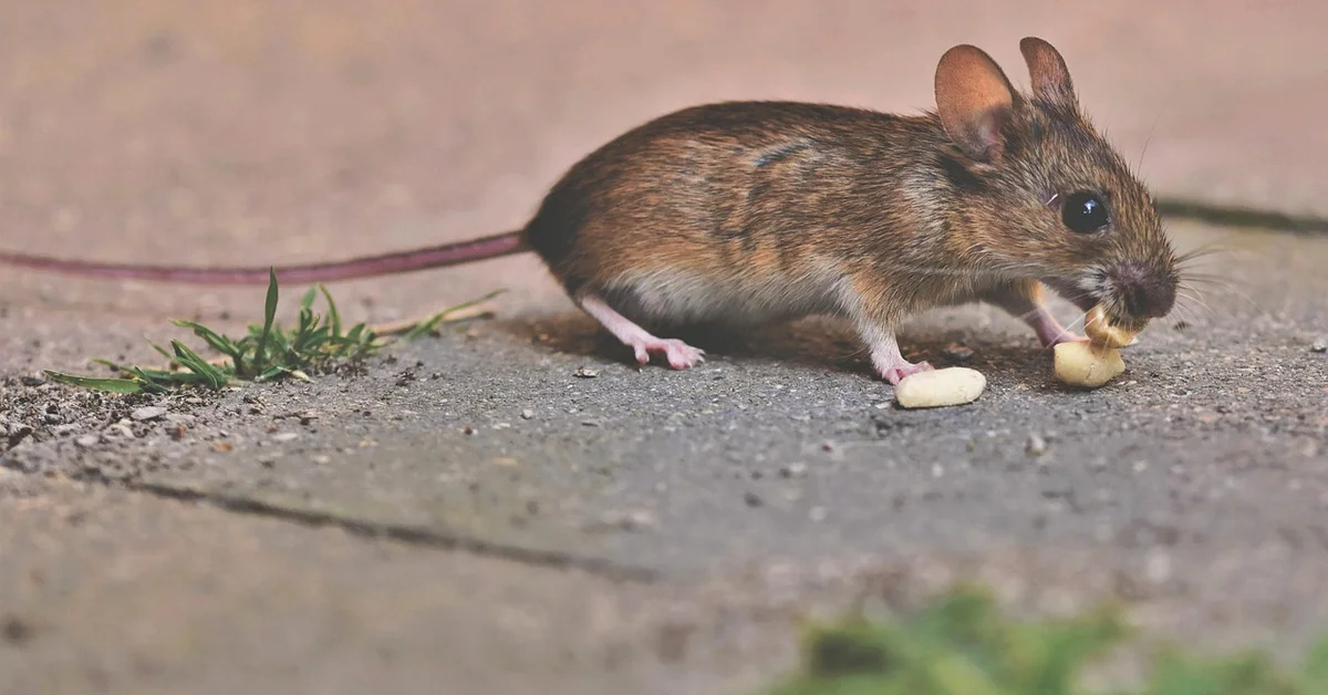 A brown mouse on a rough pavement nibbling a light-colored pellet.