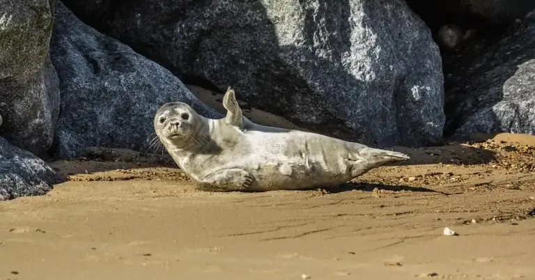 Seal pup lying on a sandy beach with large dark rocks in the background.