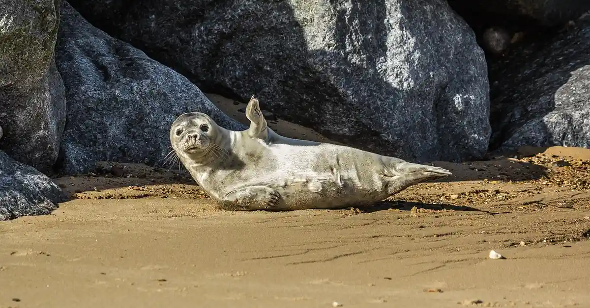 Seal pup lying on a sandy beach with large dark rocks in the background.