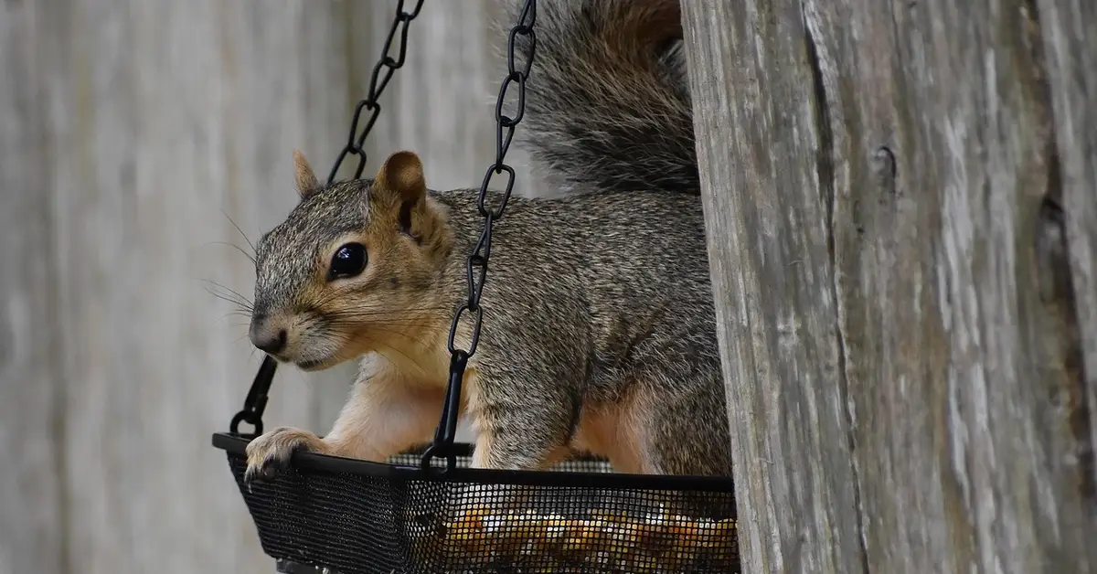 A grey squirrel perched in a hanging basket attached to a weathered wooden fence in a backyard