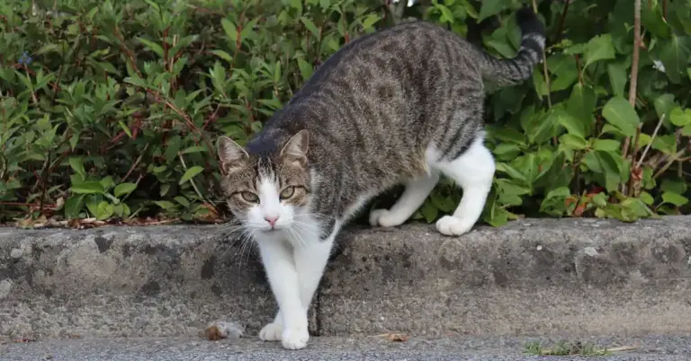 A tabby and white cat walking along a concrete curb with green shrubs behind.