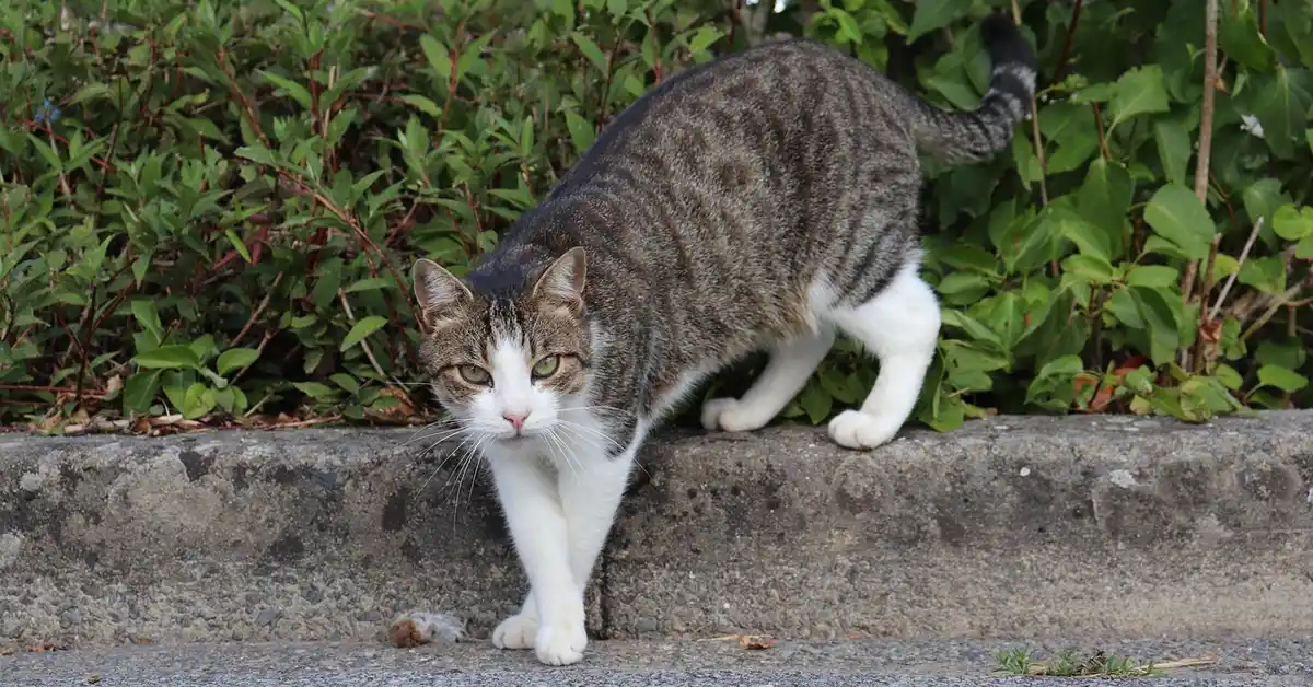 A tabby and white cat walking along a concrete curb with green shrubs behind.
