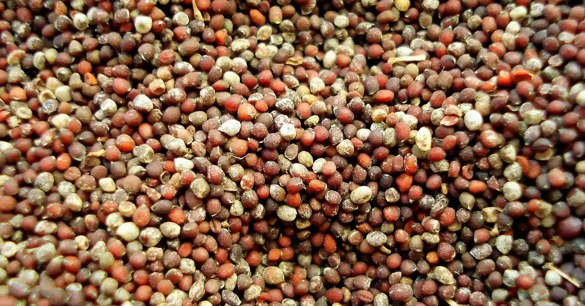 Close-up view of a dense scattering of small, colorful seeds