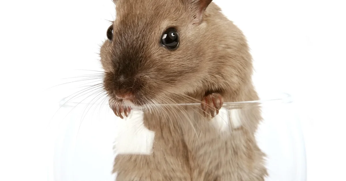 A close-up of a senior mouse peeking out from a glass jar.