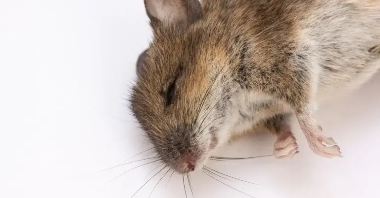 A mouse showing signs of illness