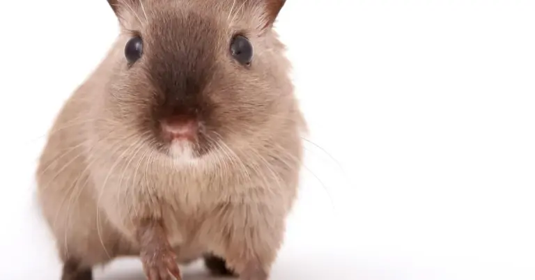 Close-up of a shy mouse looking curiously at the camera.