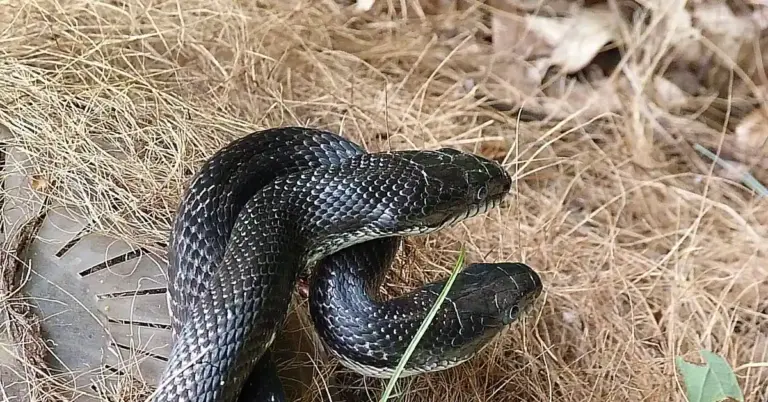 Two black snakes intertwined in a mating embrace on a bed of dried grass.