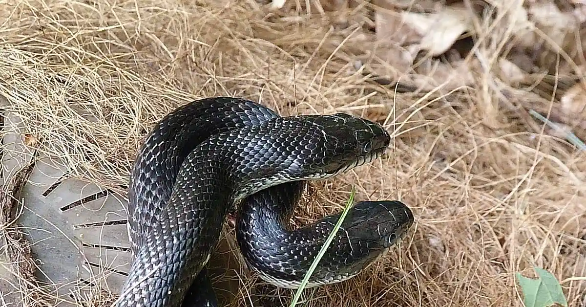 Two black snakes intertwined in a mating embrace on a bed of dried grass.