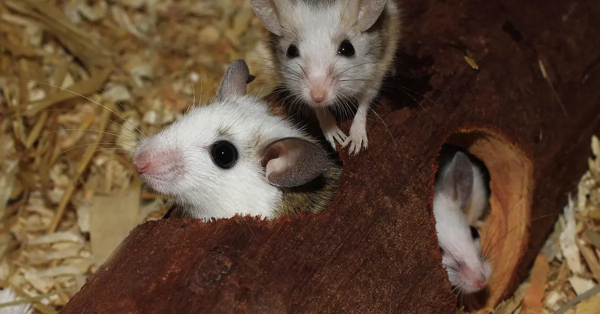 Two mice exploring a log in a bedding environment.