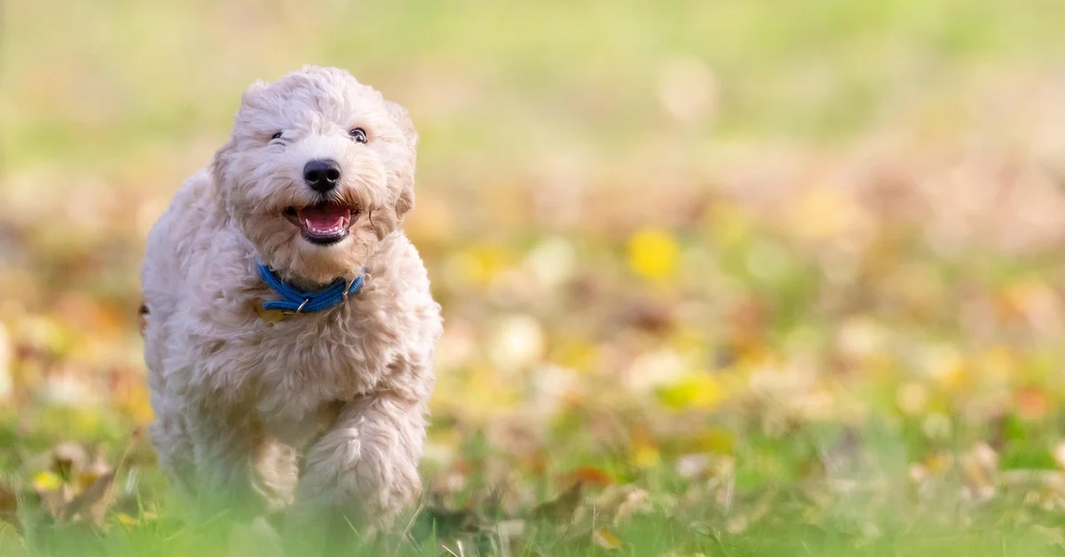 A fluffy, cream-colored puppy with a blue collar running toward the camera in a sunny grassy field.