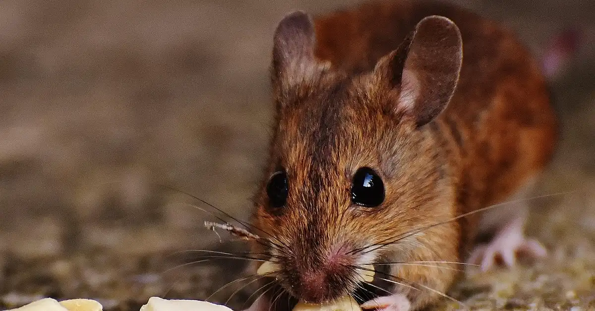 Close-up of a solid colored mouse eating.
