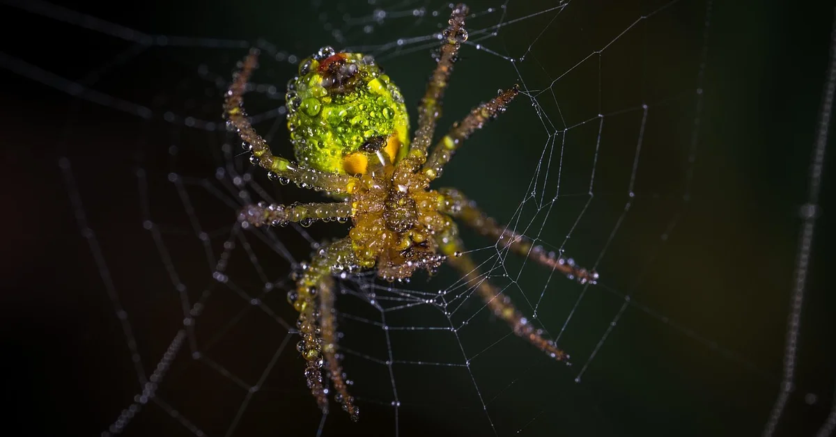 Close-up of a dew-covered spider with a vibrant green-yellow abdomen and brown legs, on a delicate web against a dark, blurred background.