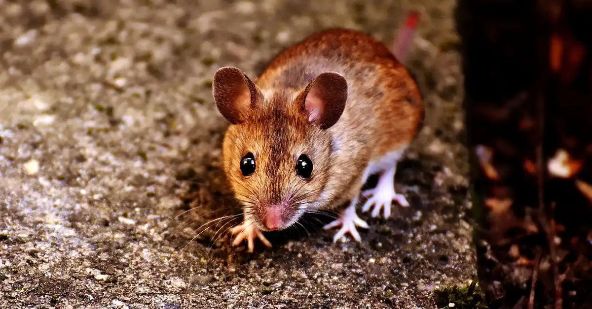 A brown house mouse on a rough concrete surface, facing the camera with large black eyes and rounded ears.