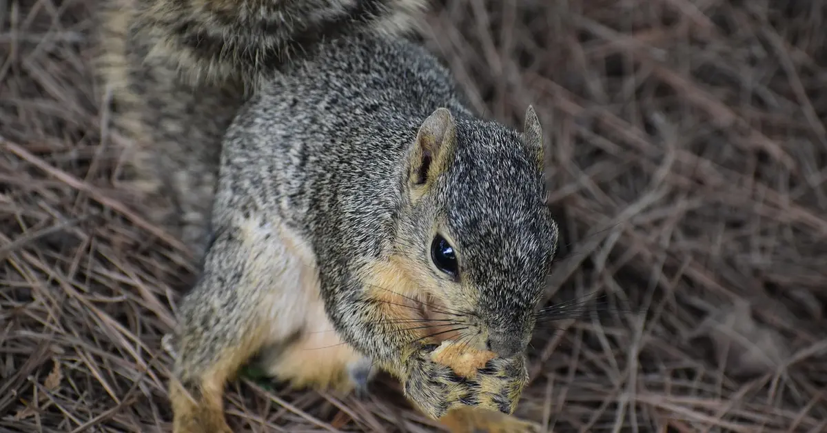 Close-up of a gray squirrel nibbling on food among pine needles