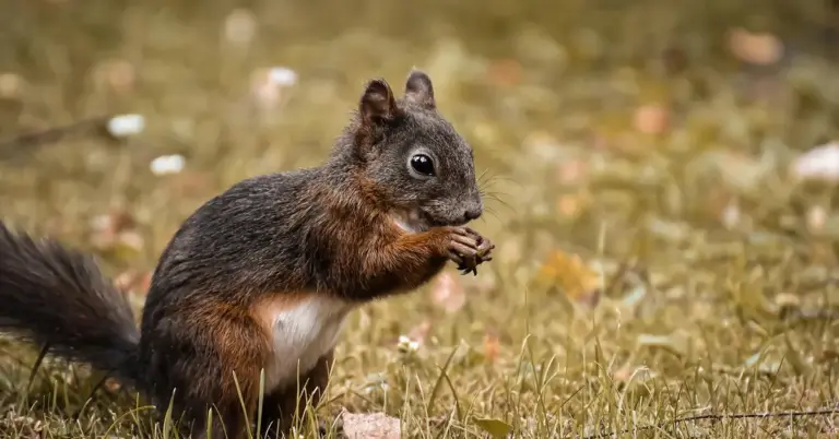Gray and russet squirrel standing on grass, holding a seed with its front paws.