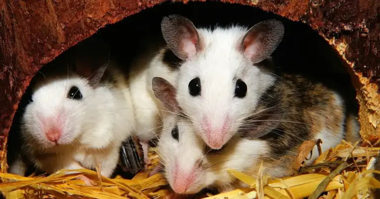 A group of Standard Satin Rex and Hairless rats nestled together in a cozy setting.