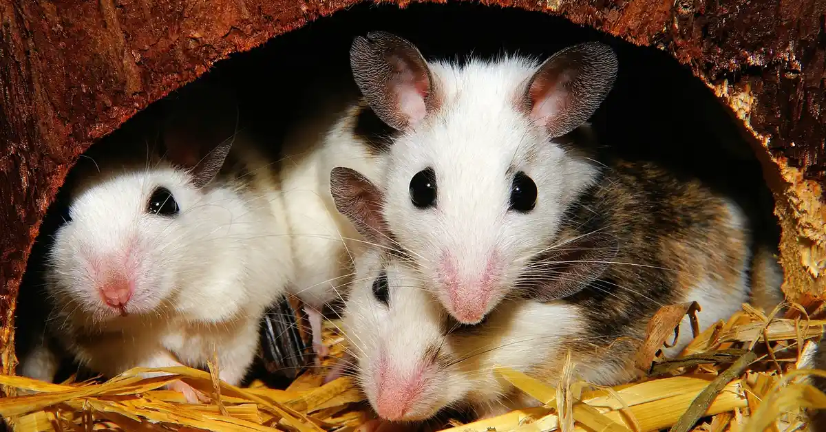 A group of Standard Satin Rex and Hairless rats nestled together in a cozy setting.