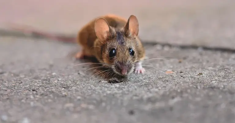 Close-up of a brown mouse with large ears on a rough pavement, facing the camera.