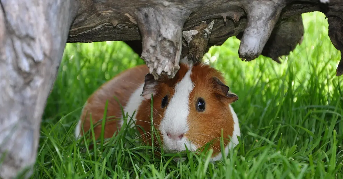 Tan and white two-tone guinea pig peeking through green grass under a weathered log.