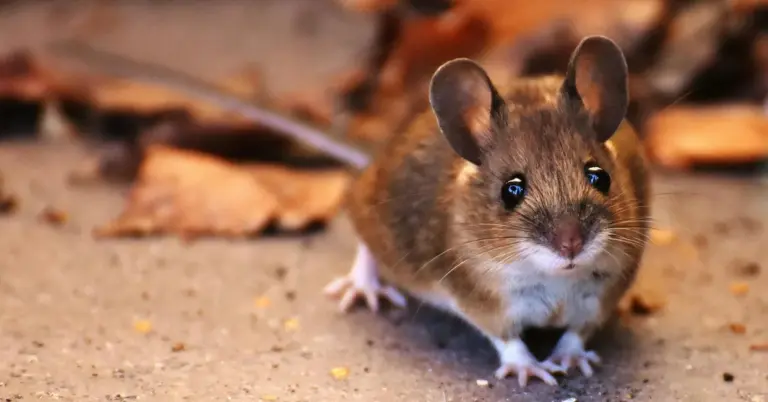 A close-up of a small tan-colored mammal with large ears and a curious expression.