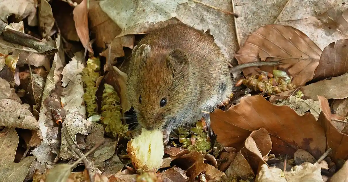 A small brown mouse on a bed of dried leaves, sniffing a piece of food.