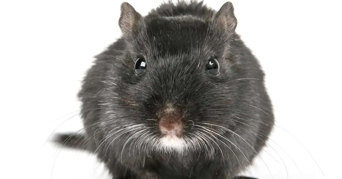 Close-up of a black pet mouse with white whiskers against a white background.