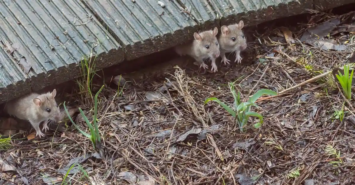 Three small mice peeking out from under a weathered corrugated metal panel on a leaf-strewn ground.