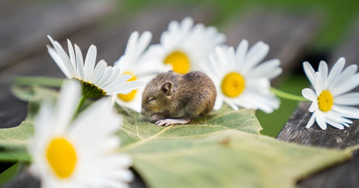Small brown mouse sitting on a green leaf surrounded by white daisies with yellow centers