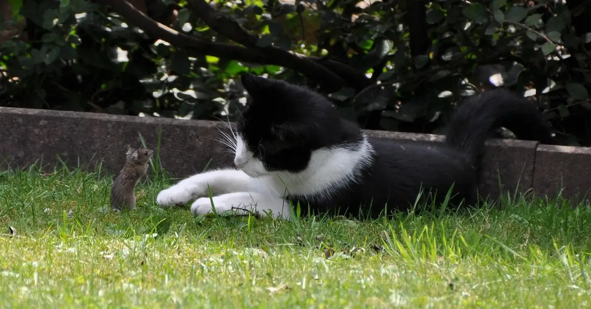 Black-and-white cat lying on the grass facing a small gray mouse by a garden border.