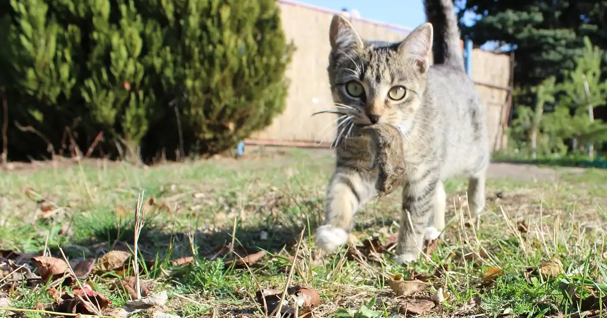 A curious tabby cat walks toward the camera with a small mouse held in its mouth, outdoors on a grassy area with a fence in the background.