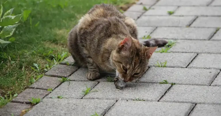 A tabby cat on a paved sidewalk, biting or inspecting a small rodent.