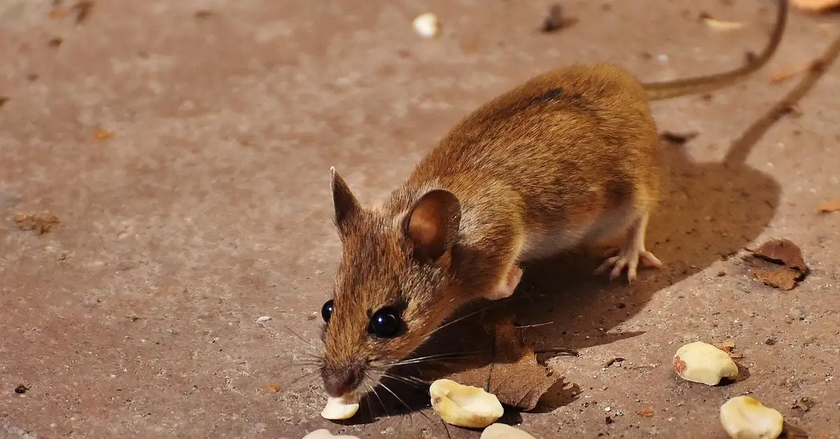 Brown mouse with dark eyes on a dusty surface, foraging near scattered pieces of food.