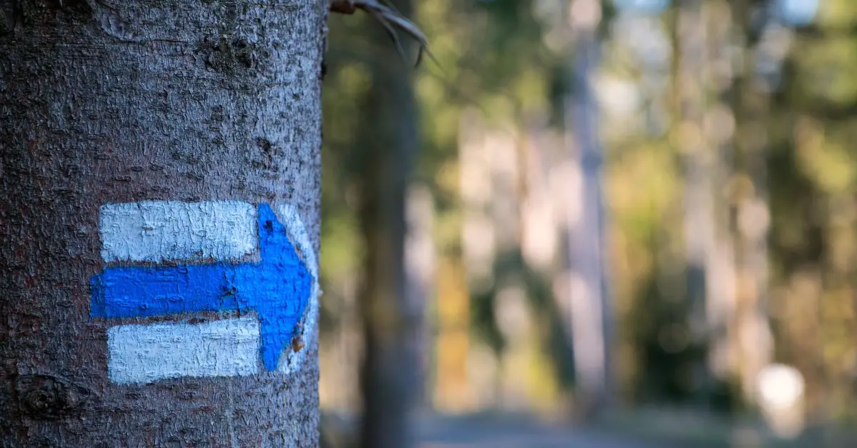 Blue painted arrow on a tree trunk in a sunlit forest