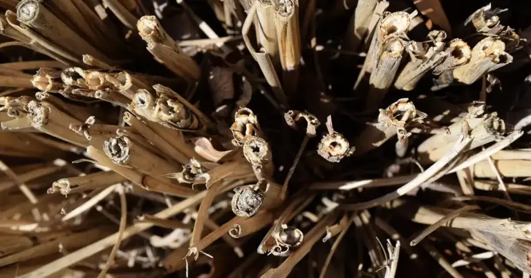 Close-up of dried, natural wood sticks and twigs arranged in a cluster, suitable for chew toys in a small animal habitat.
