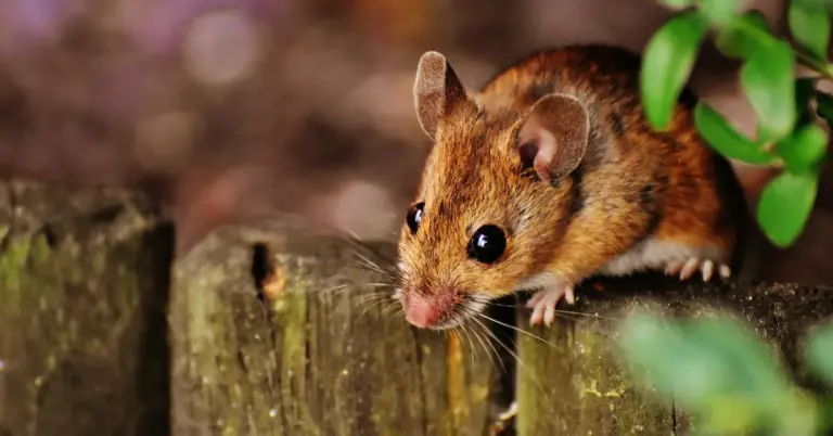 A small brown mouse perched on a weathered wooden fence with green leaves in the background.