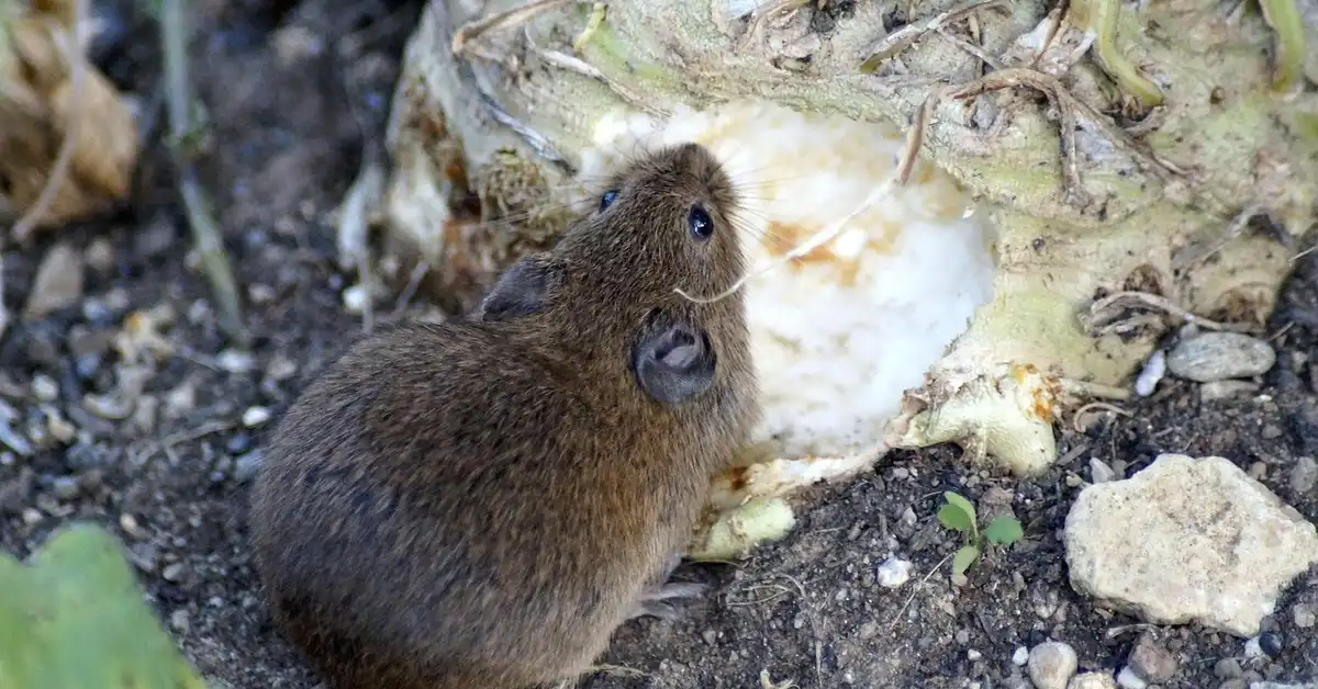 Brown mouse-like rodent on the ground near a plant stem, sniffing the soil.
