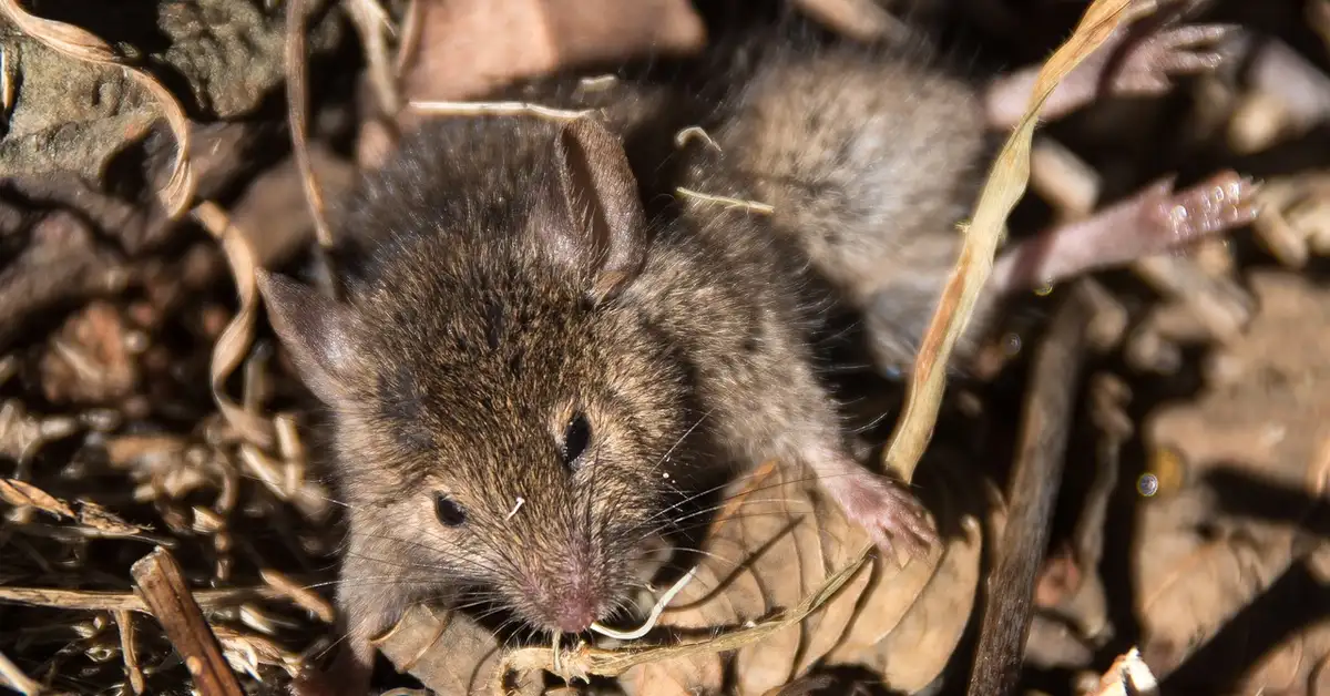 A small, fuzzy baby mouse pup nestled among dry leaves and straw.