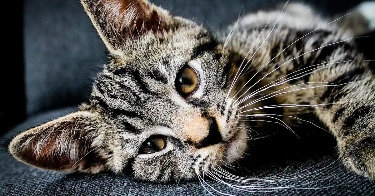 Close-up of a tabby kitten lying on a dark fabric, showing long white whiskers and amber eyes