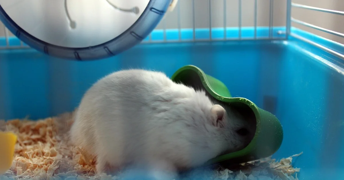 A white hamster inside a blue cage with a green curved tunnel toy