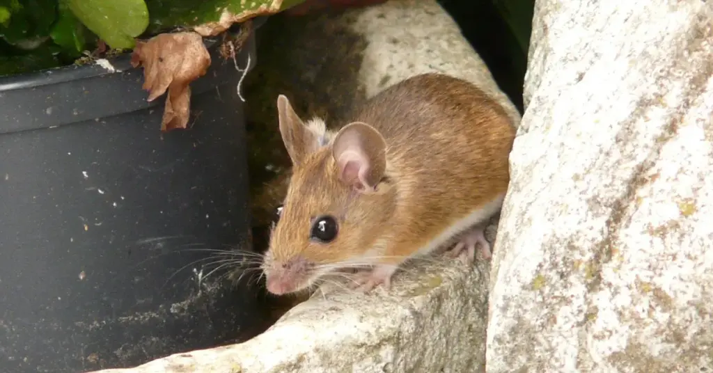 Close-up of a small brown mouse with large ears perched on a grey rock near a potted plant.