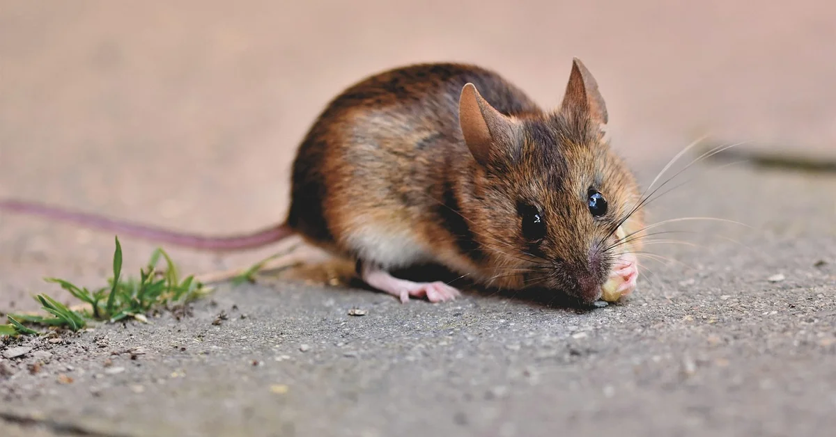 A small brown mouse on a concrete surface, nibbling or sniffing a crumb, with a long tail and prominent whiskers.