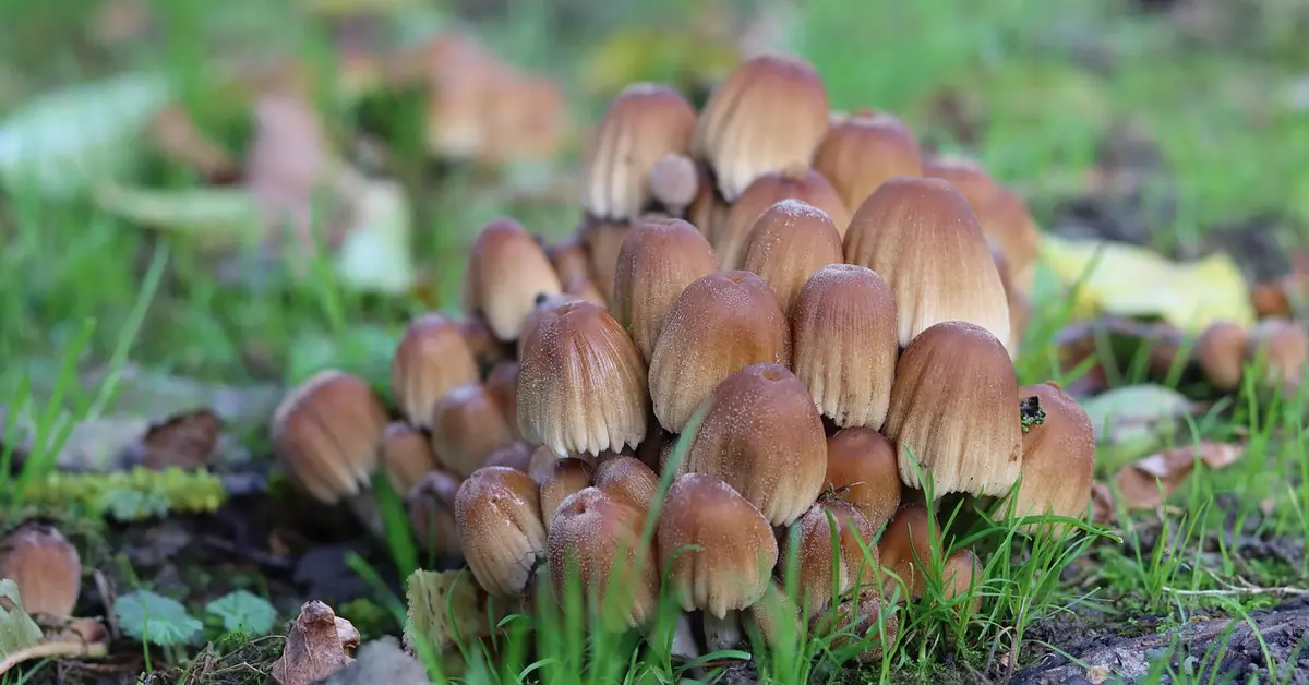 Cluster of brown mushrooms growing on a damp forest floor